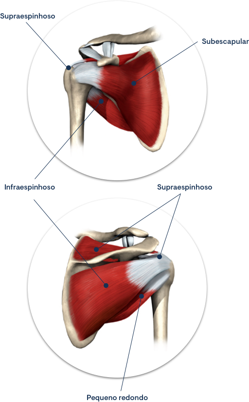 Músculos da cintura escapular - Introdução à anatomia clínica da cintura  escapular 